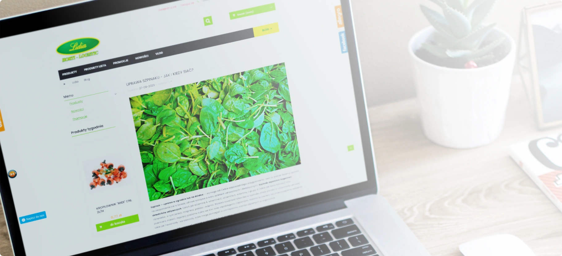 Strona blogowa sklepu ogrodniczego zawiera artykuł o uprawie szpinaku, wskazówki dotyczące siewu oraz nawigację do produktów, promocji i nowości.